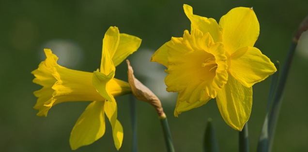 Easter offers Hals Strand Camping own caravan